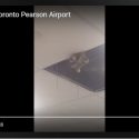 Raccoon Popped Out Of The Toronto Airport Ceiling